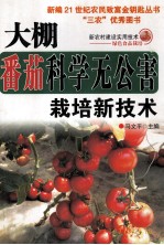大棚番茄科学无分害栽培技术