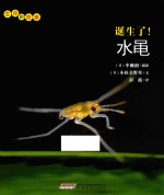 生命的故事  诞生了！水黾