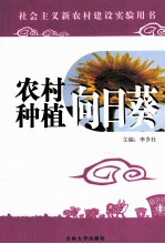 农村种植  向日葵