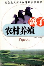 农村养殖  鸽子