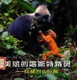 美丽的喀斯特精灵  珍稀白头叶猴