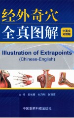 经外奇穴全真图解  中英文对照版