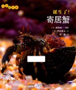 生命的故事  诞生了！寄居蟹