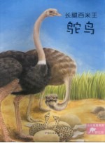 长腿百米王  鸵鸟